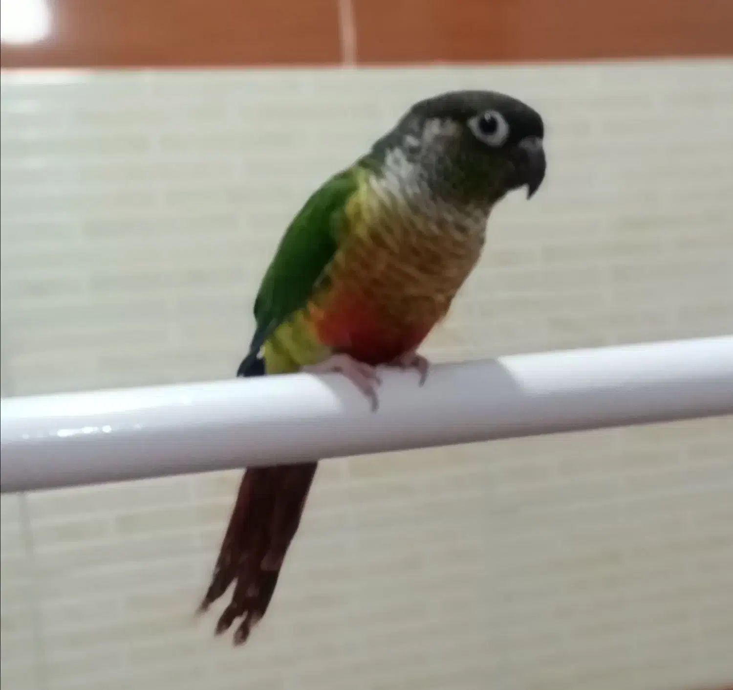 طوطی گرینچ|پرنده|مهاباد (آذربایجان غربی), |دیوار