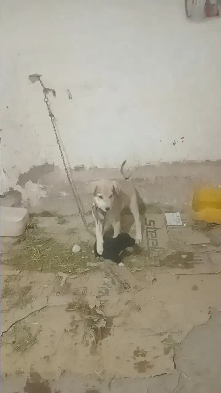 سگ عراقی|سگ|خرمدشت, |دیوار