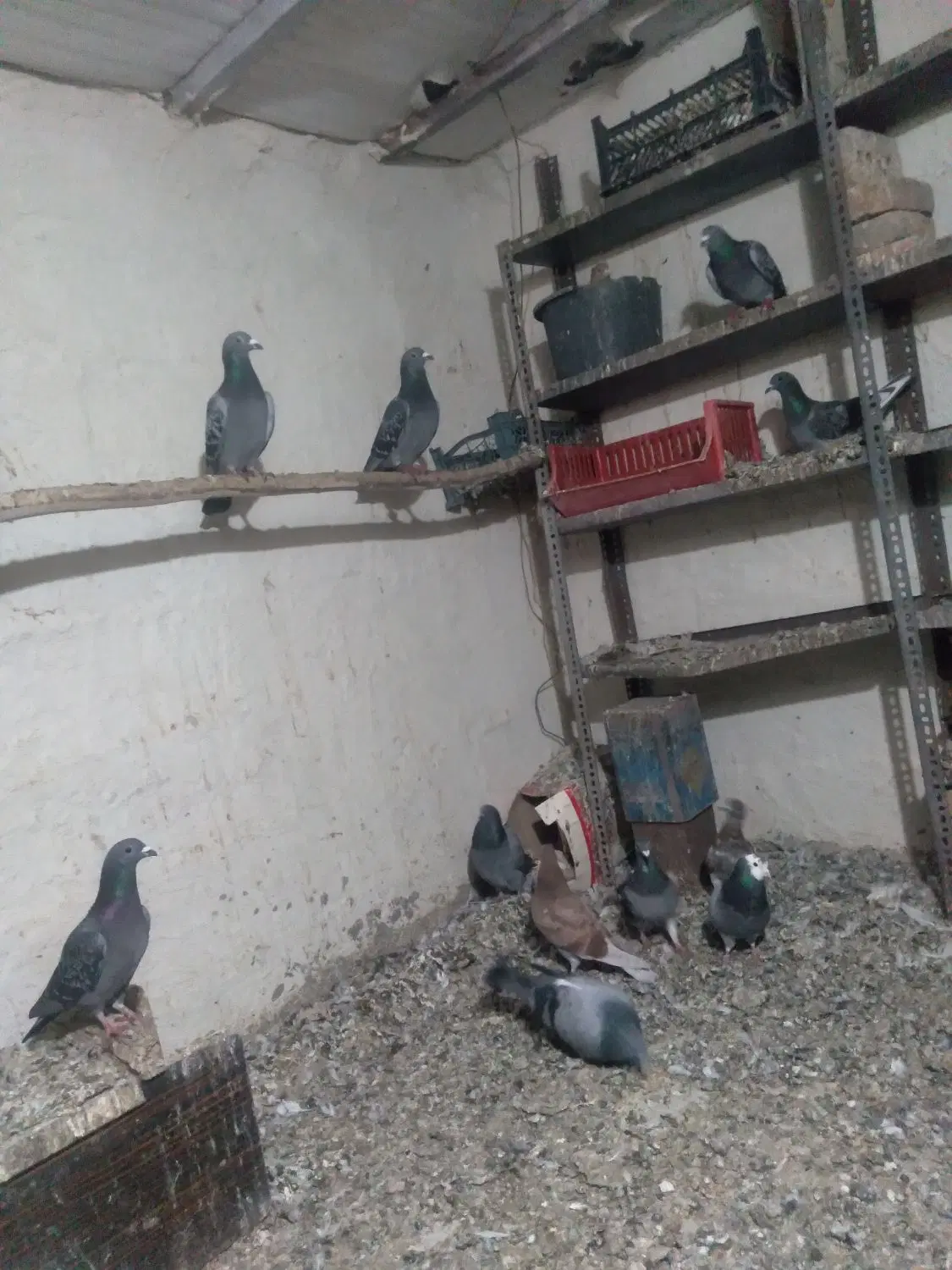 کبوتر|پرنده|خواجه, |دیوار