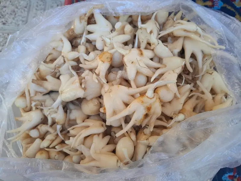 ثعلب|خوردنی و آشامیدنی|خلخال, |دیوار