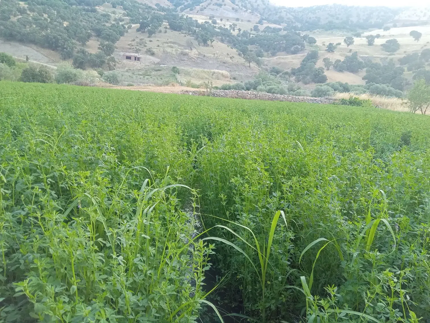 یونجه|خدمات باغبانی و درختکاری|سروآباد, |دیوار