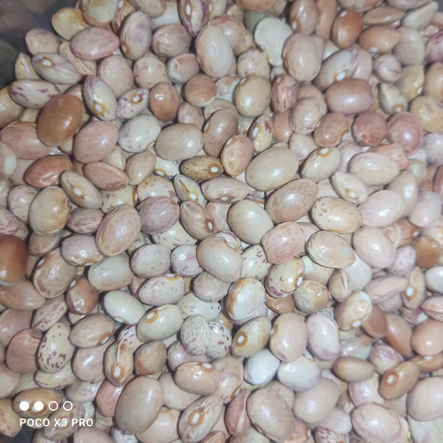 لوبیا چیتی|خوردنی و آشامیدنی|آباده, |دیوار