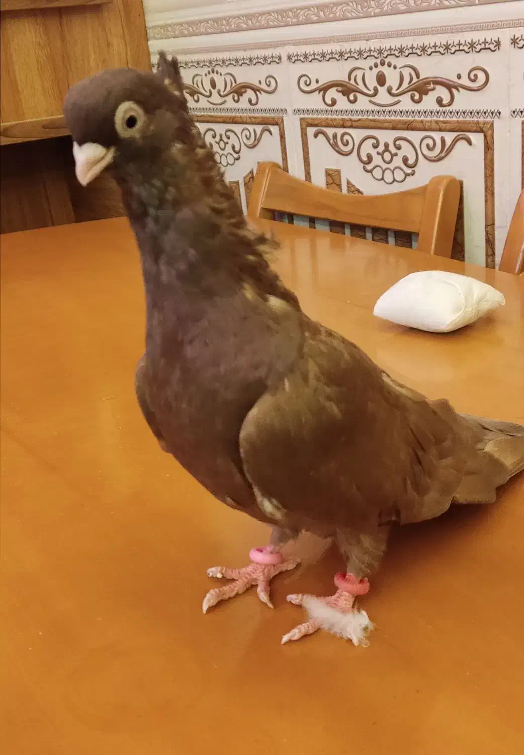 زاغ صرب|پرنده|امیدیه, |دیوار