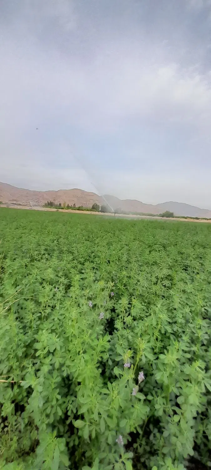 یونجه|خدمات باغبانی و درختکاری|دوگنبدان, |دیوار