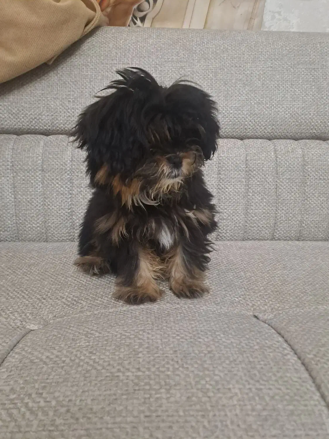 پت مالتیز|سگ|صباشهر, |دیوار