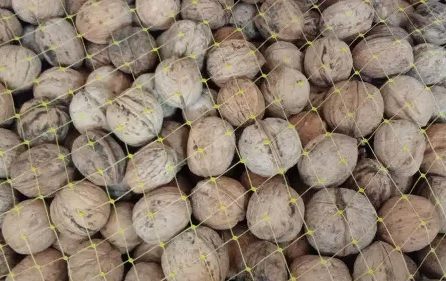 گردو|خوردنی و آشامیدنی|قم, الوندیه و گذر صادق|دیوار