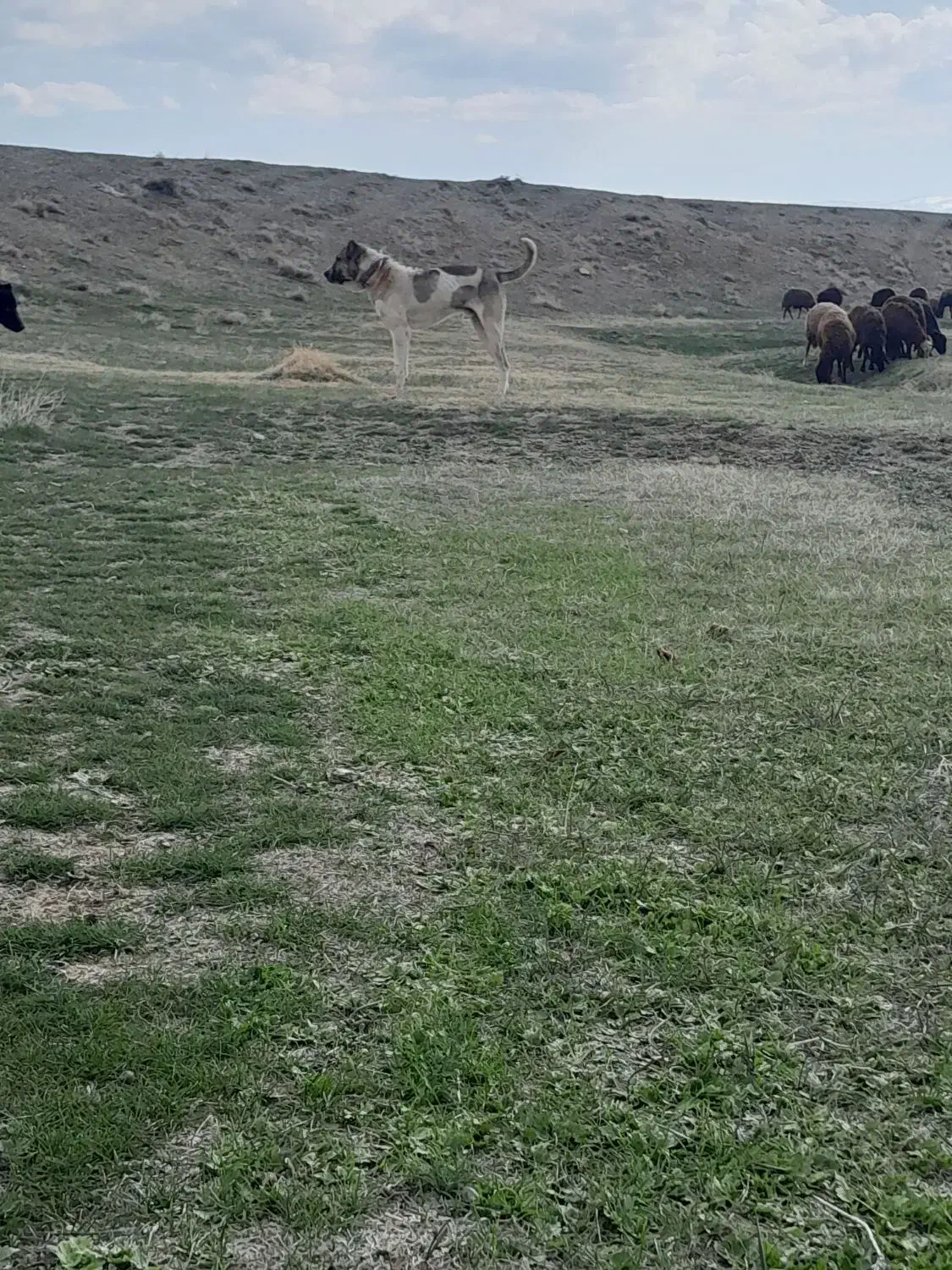 فروش سگ|سگ|سراب, |دیوار