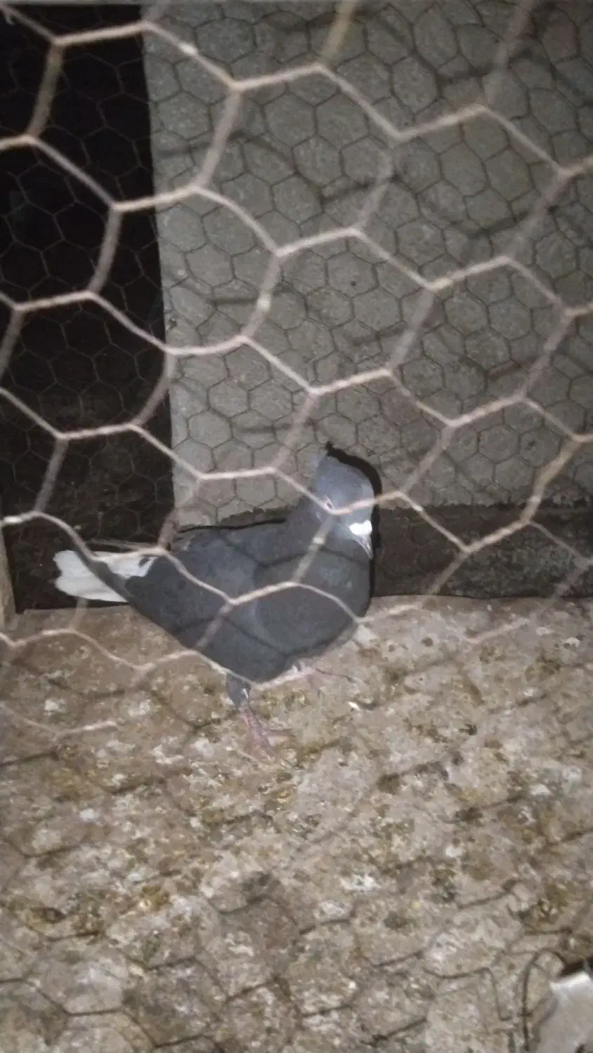 زاغ دم سفید|حیوانات|مشهد, موعود|دیوار