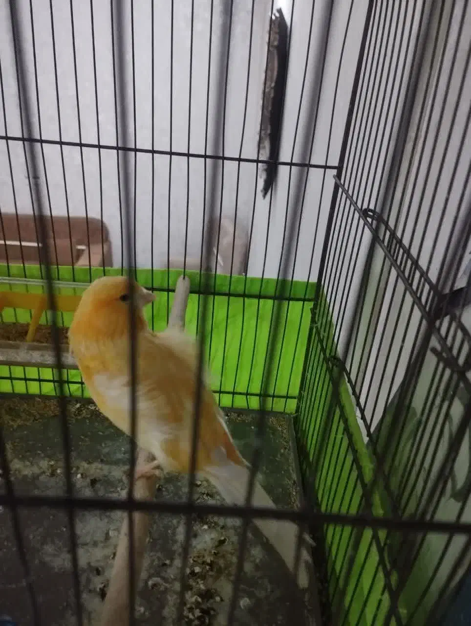 قناری ماده|حیوانات|قم, محمد آباد|دیوار