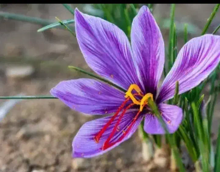 زعفران|گل و گیاه طبیعی|صحنه, |دیوار