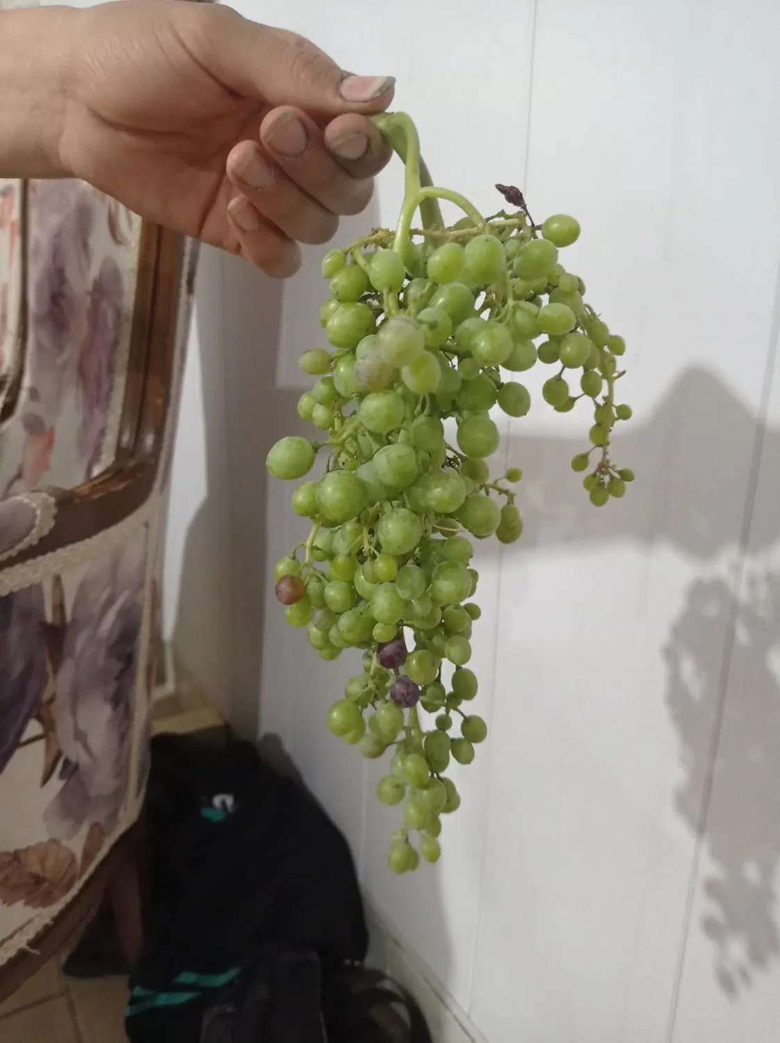 هاله|خوردنی و آشامیدنی|سنندج, |دیوار