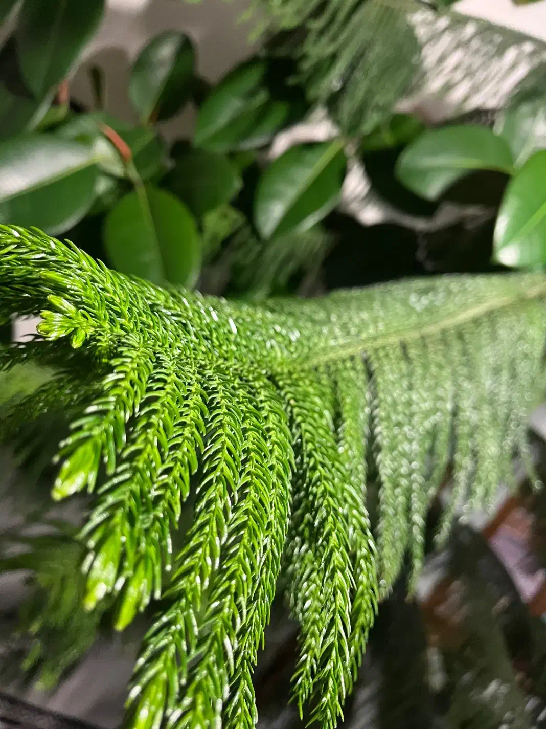 فروش|گل و گیاه طبیعی|خلخال, |دیوار