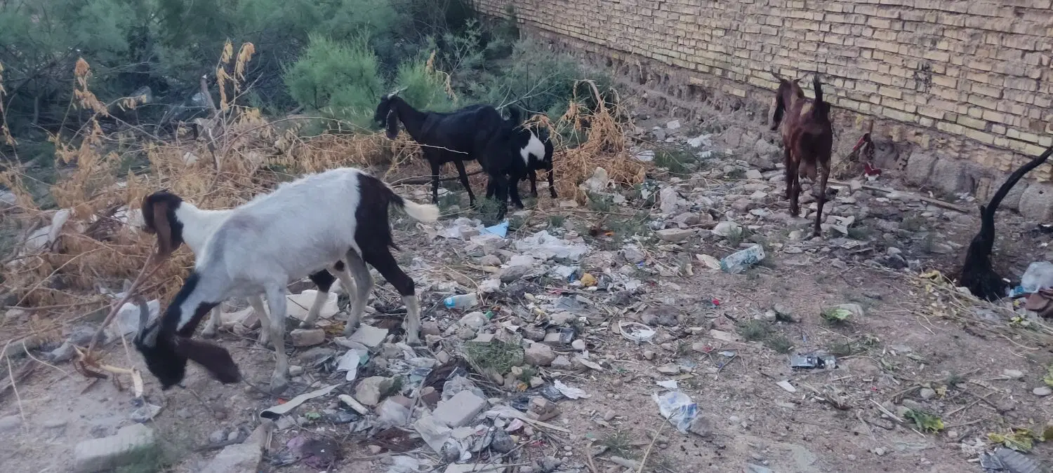 خرمشهر|حیوانات مزرعه|خرمشهر, |دیوار