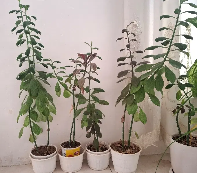 گل فردوس|گل و گیاه طبیعی|شیراز, دشت چنار|دیوار