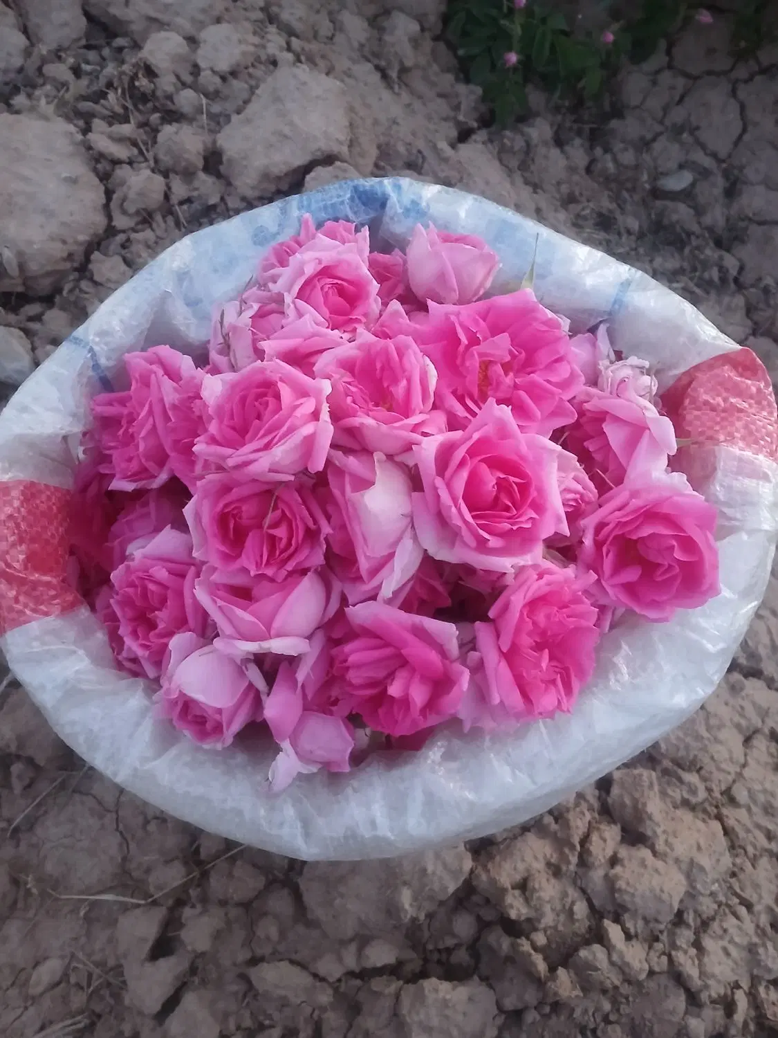 گل محمدی|گل و گیاه طبیعی|مشهد, فرخد|دیوار