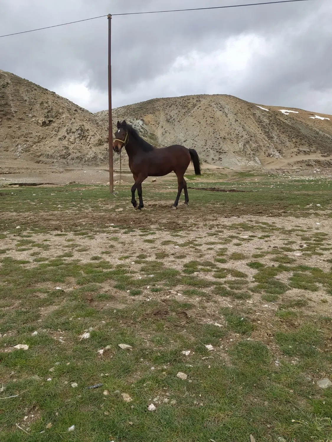 اسب|اسب و تجهیزات اسبسواری|دیواندره, |دیوار