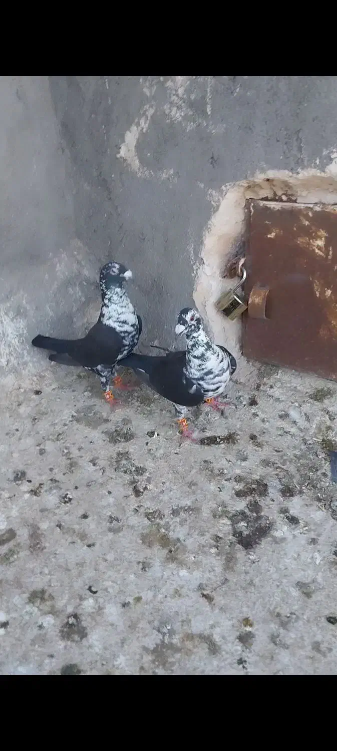 کبوتر|پرنده|تربت‌حیدریه, پائین ولایت|دیوار