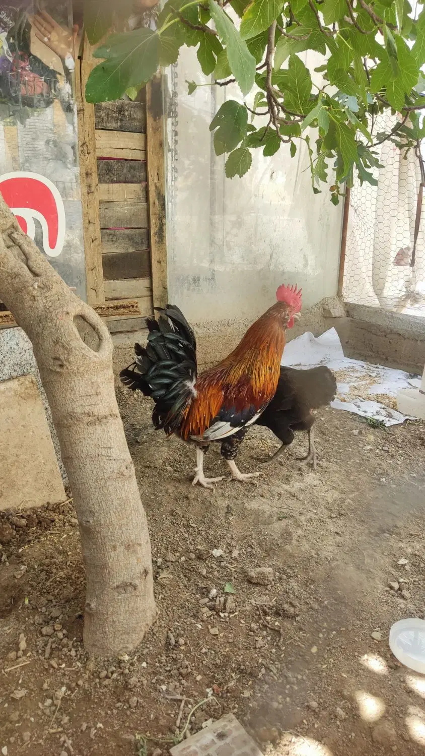 خروس|حیوانات مزرعه|خمینی‌شهر, |دیوار