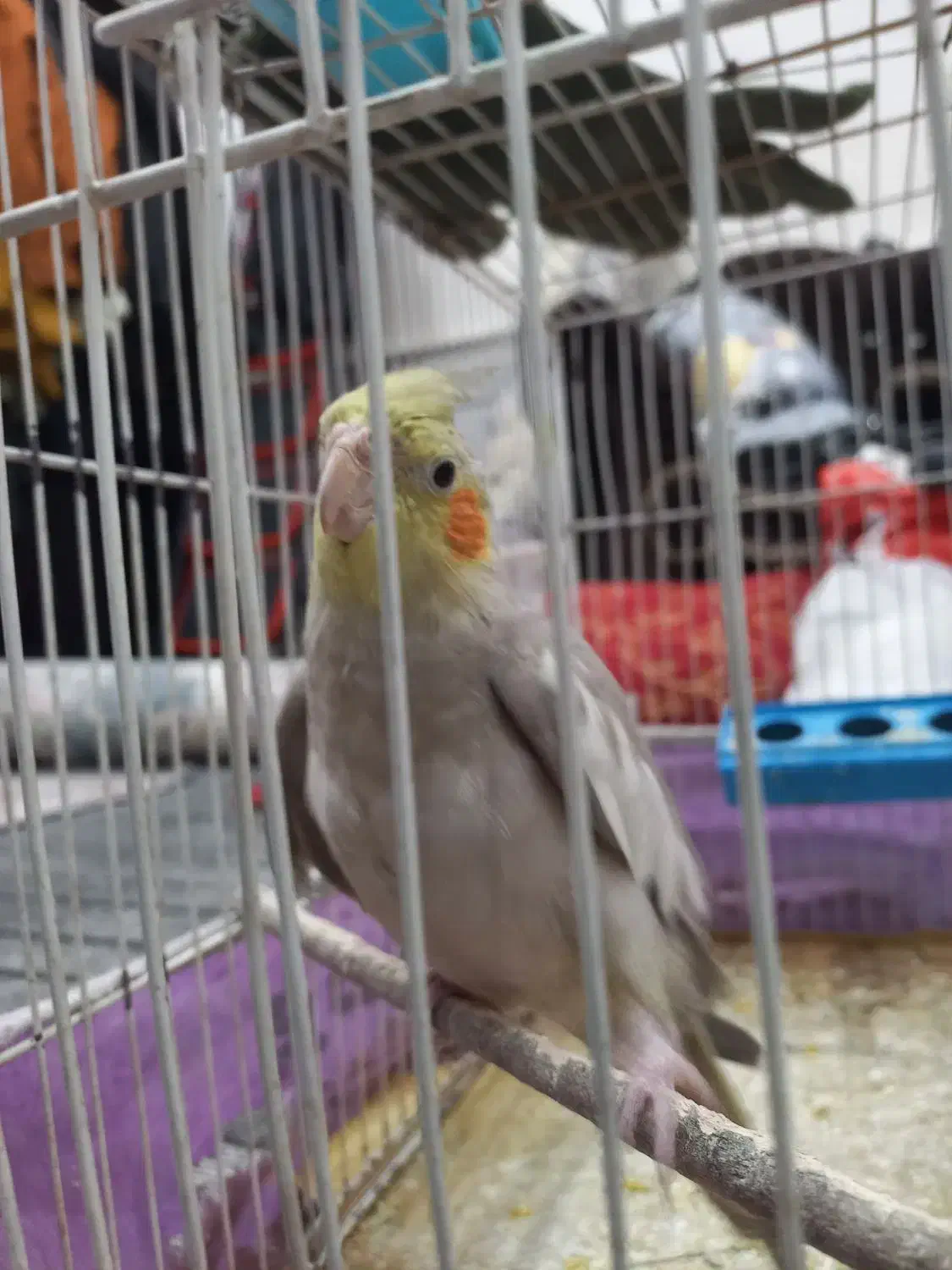 عروس هلندی|پرنده|آران و بیدگل, |دیوار