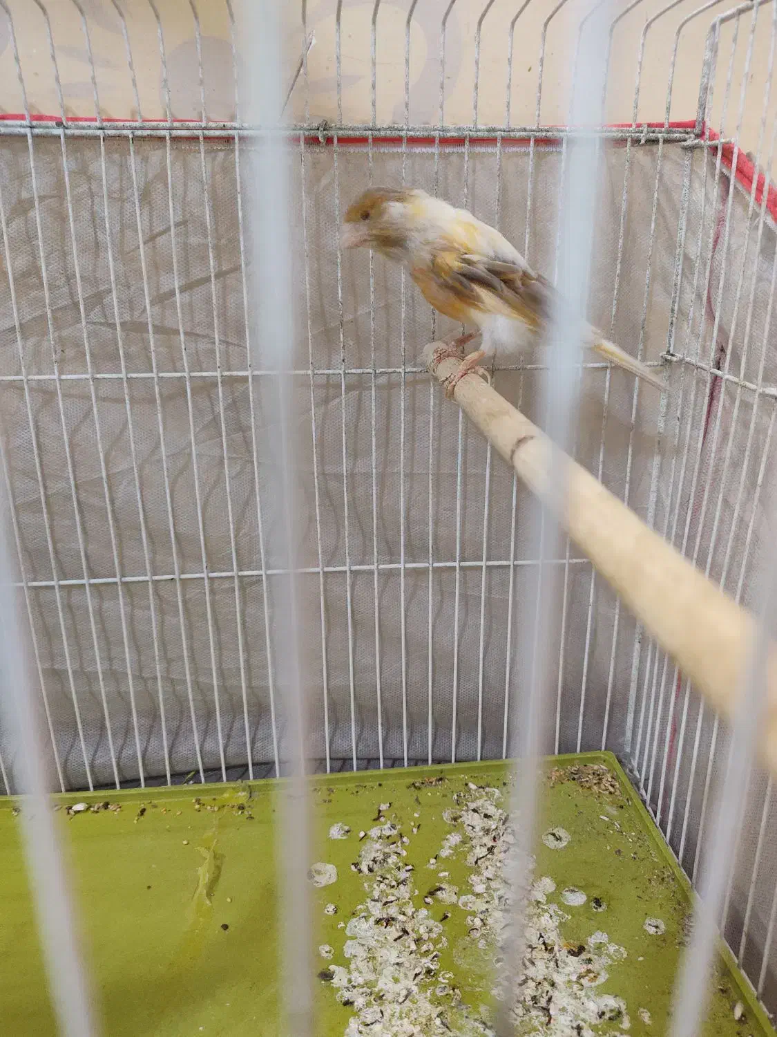 ماده قناری|پرنده|سیرجان, |دیوار