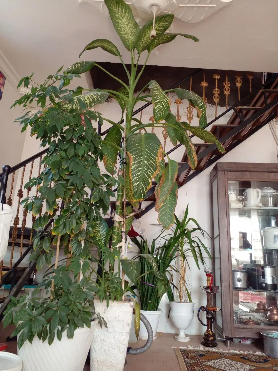 چن عدد گل|گل و گیاه طبیعی|طاغنکوه, |دیوار