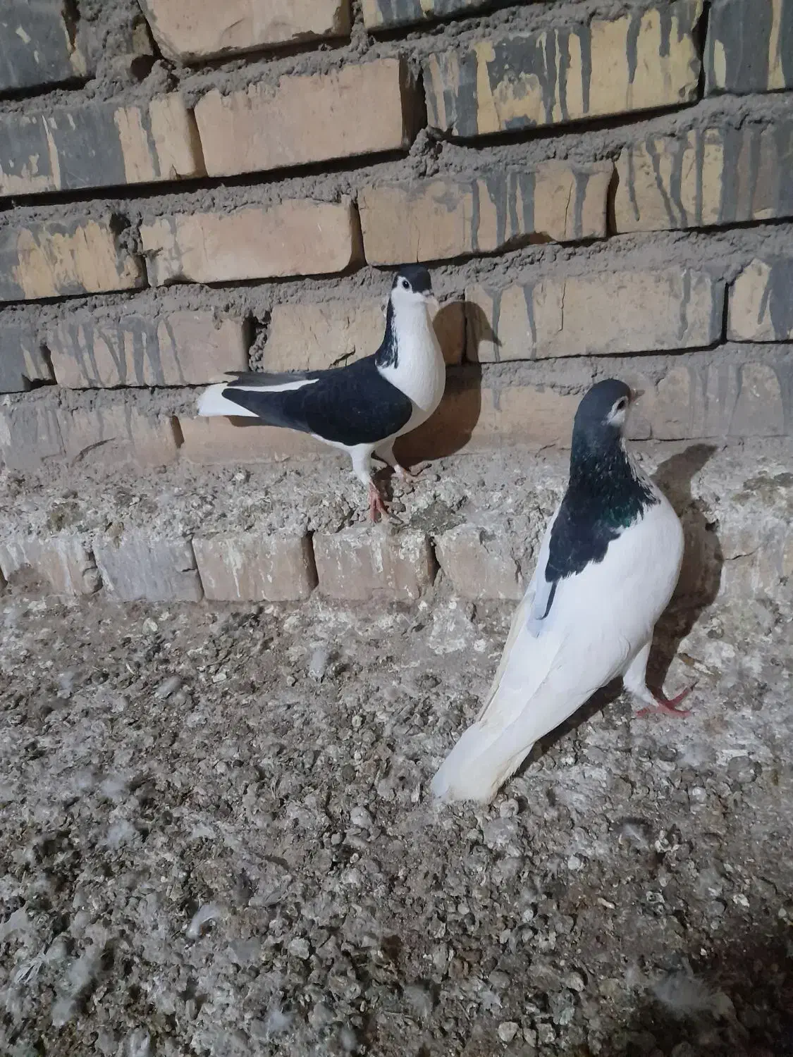 کبوتر|پرنده|اسفراین, |دیوار