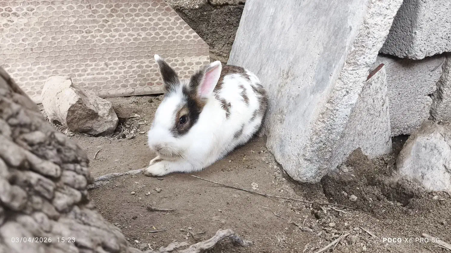 650|موش و خرگوش|خورموج, |دیوار