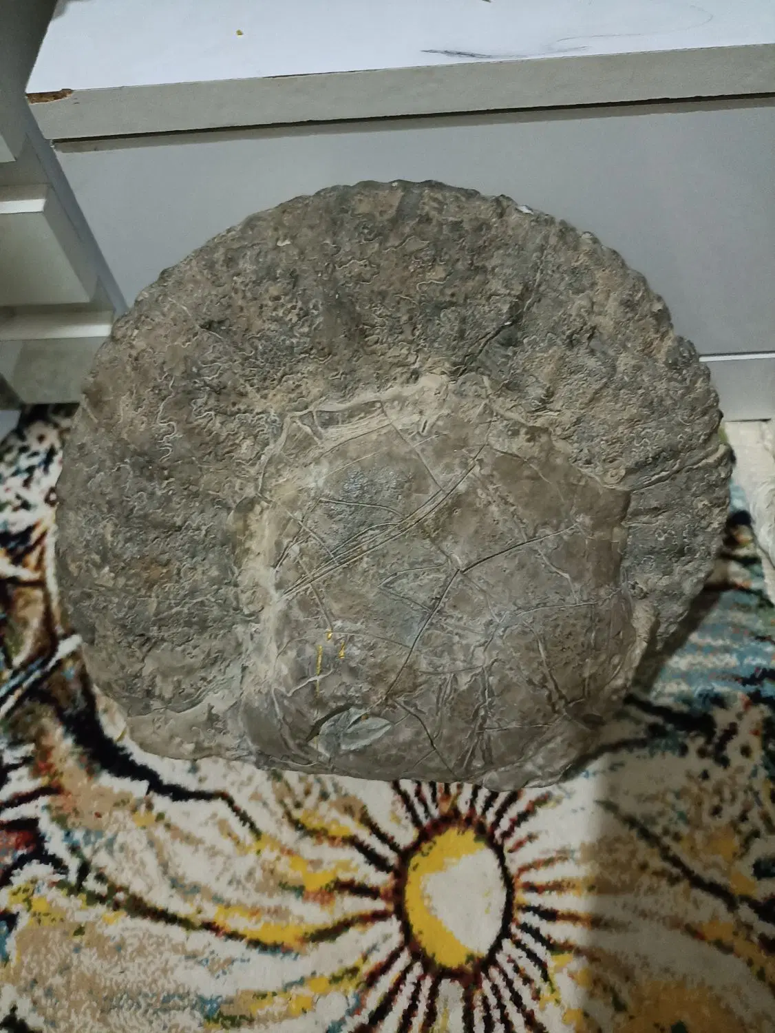 فسیل|کلکسیون و سرگرمی|رضویه, |دیوار
