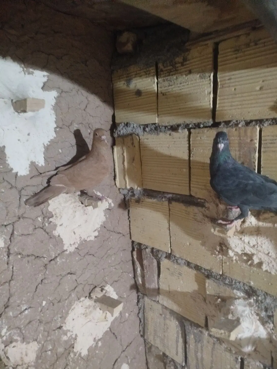 کفتر|پرنده|رفسنجان, |دیوار