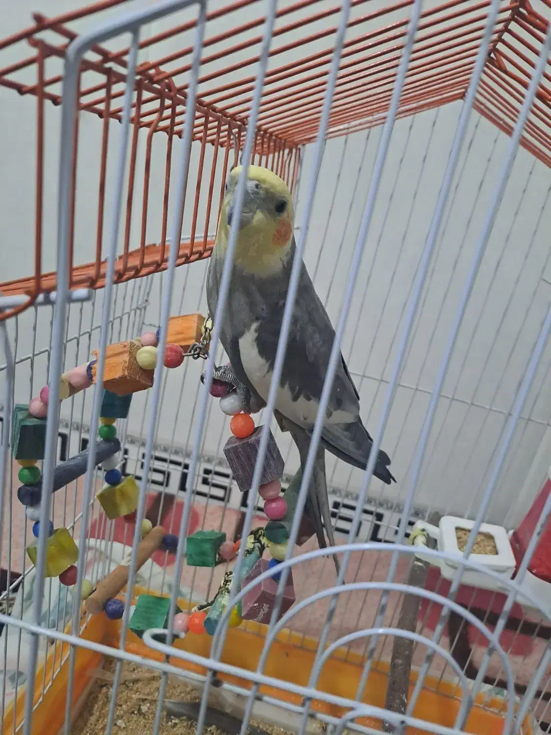 پرنده|پرنده|فردوسیه, |دیوار