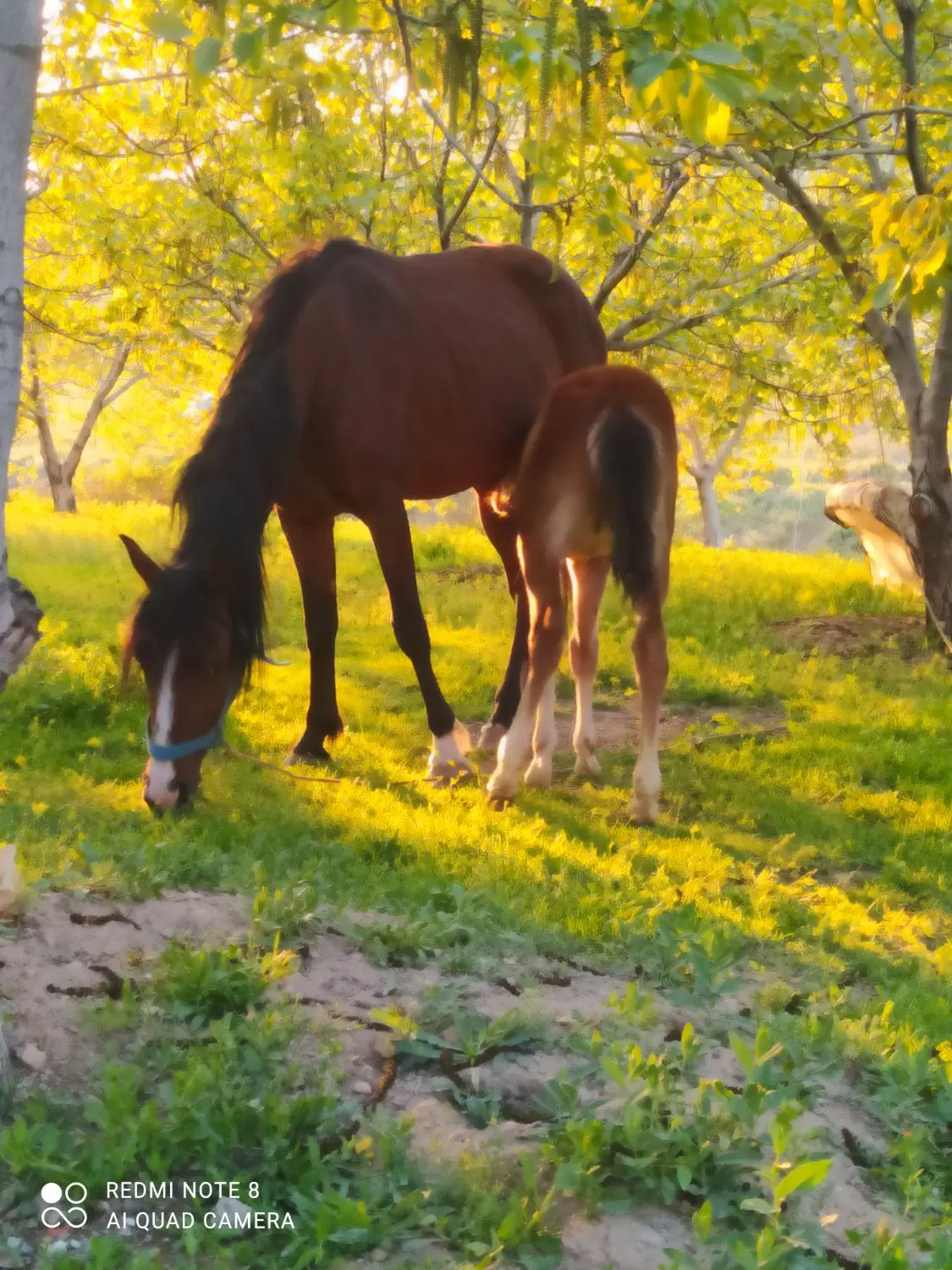 اسب|اسب و تجهیزات اسب‌سواری|سلطانیه, |دیوار