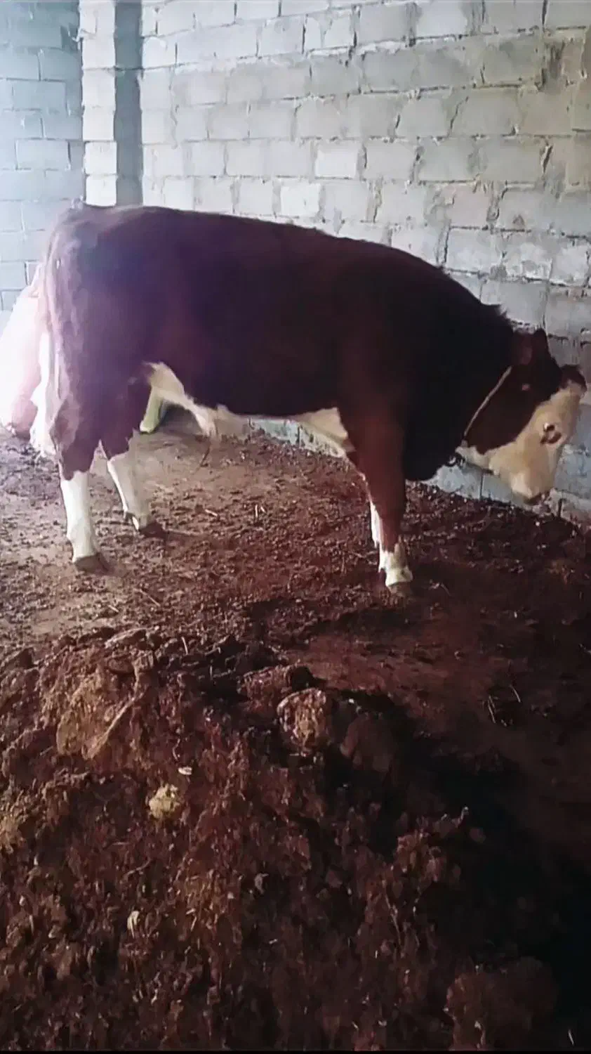 گوساله|حیوانات مزرعه|میاندوآب, |دیوار