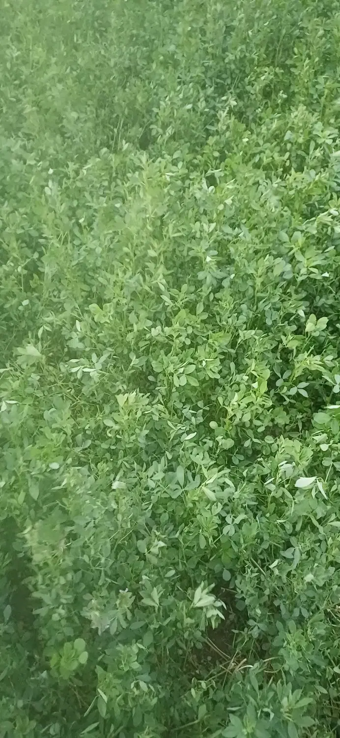 یونجه|خدمات باغبانی و درختکاری|تیکمه داش, |دیوار