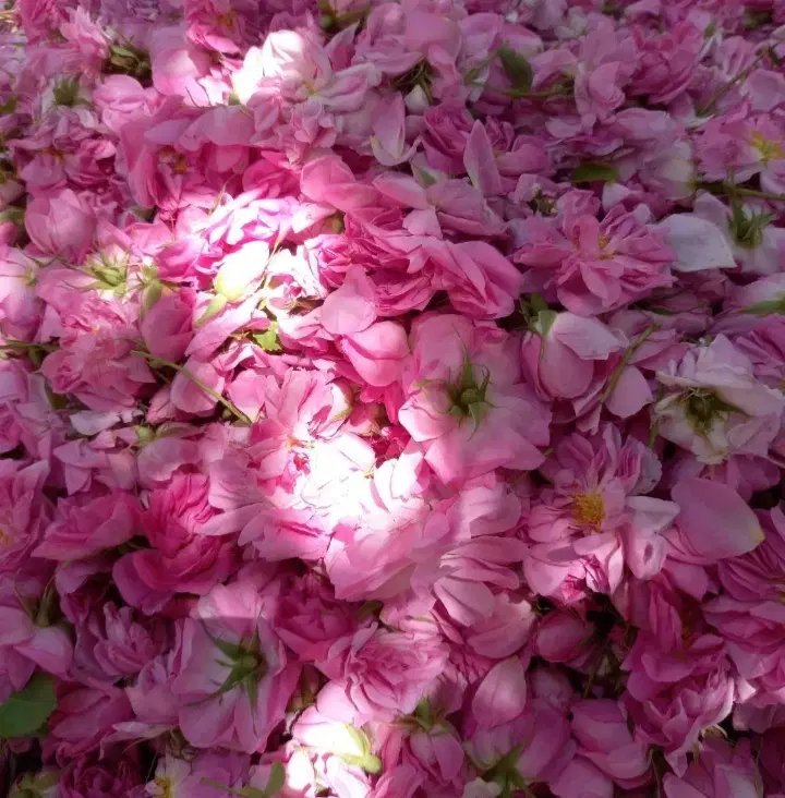 گلاب|خوردنی و آشامیدنی|همدان, |دیوار