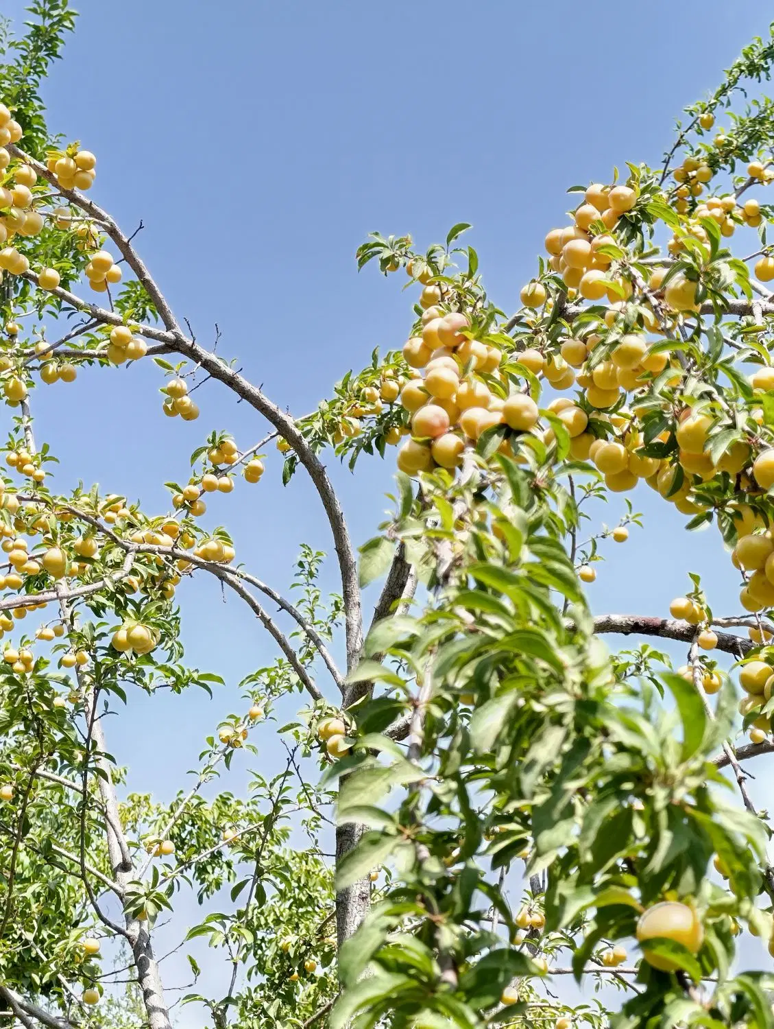 آلو|خوردنی و آشامیدنی|بانه, |دیوار