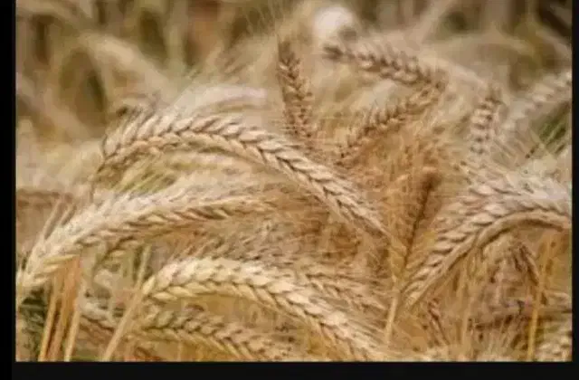 گندم|خدمات باغبانی و درختکاری|کارون, |دیوار
