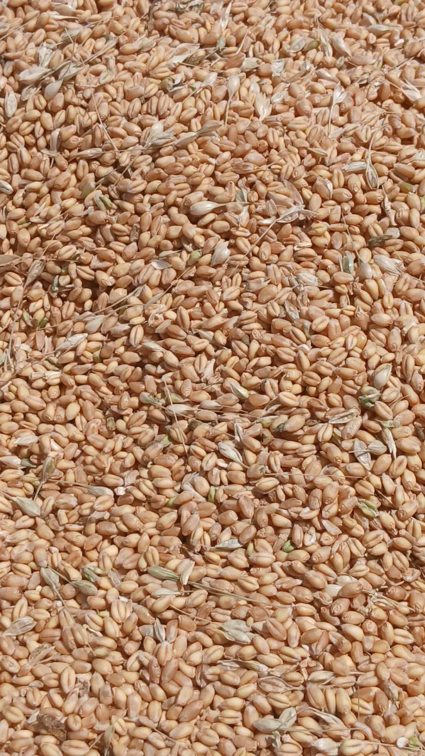 گندم دیم|خوردنی و آشامیدنی|زنجان, |دیوار