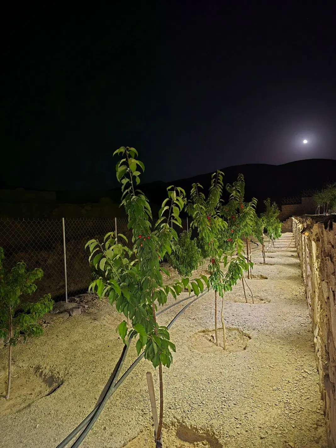 تصویر اصلی
