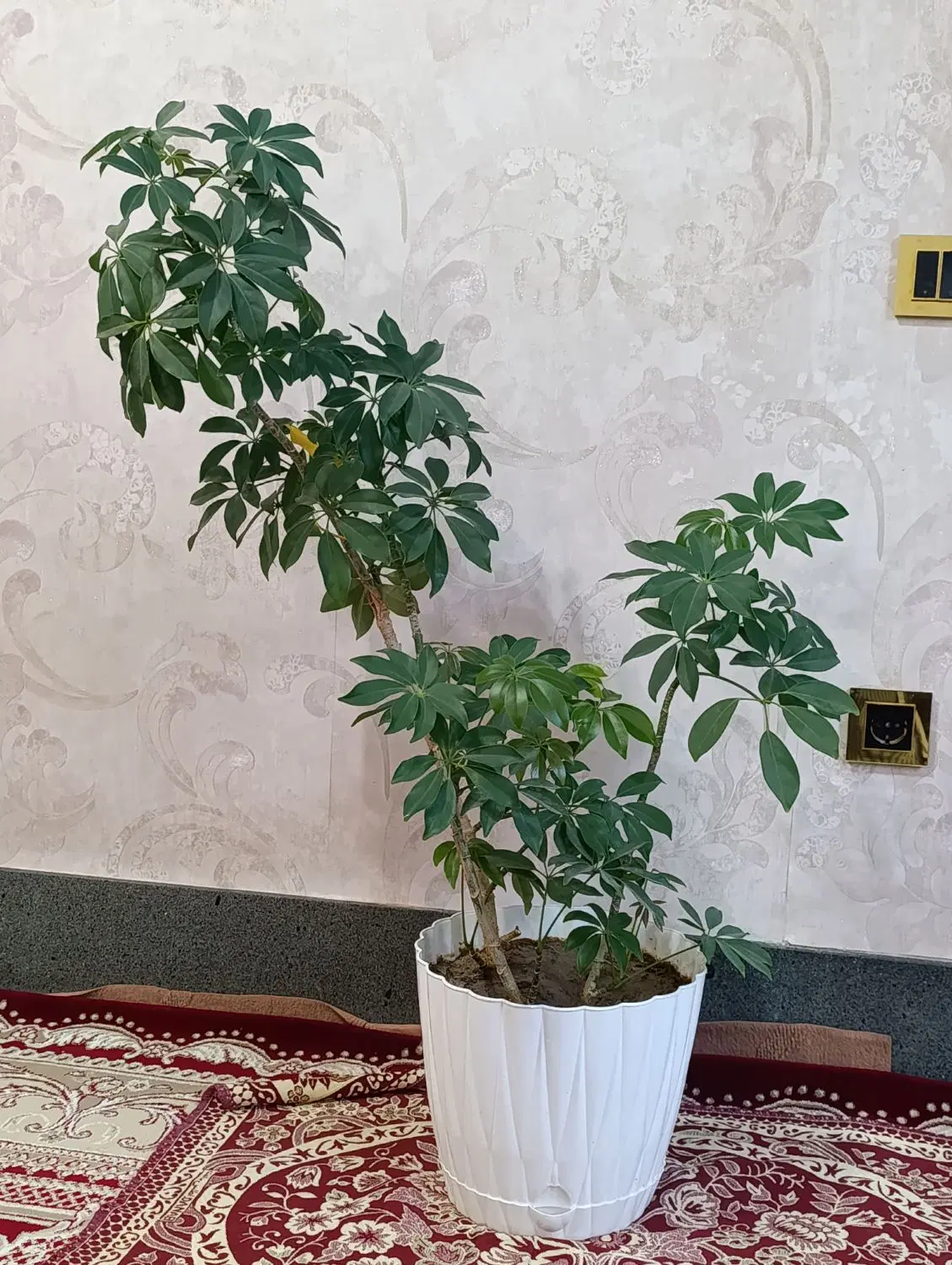 گل طبیعی|گل و گیاه طبیعی|باسمنج, |دیوار