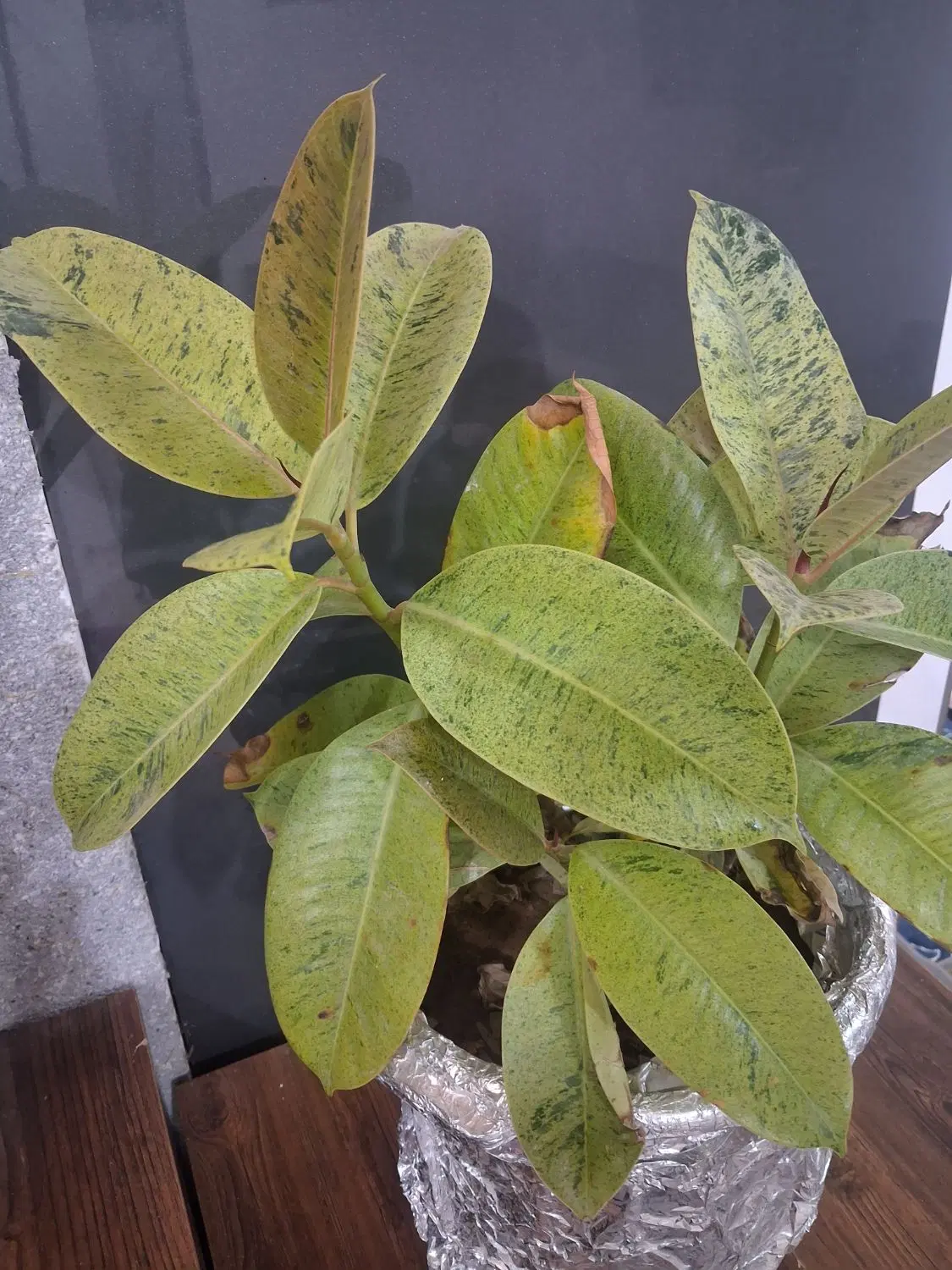 گل ۰|گل و گیاه طبیعی|آبادان, |دیوار