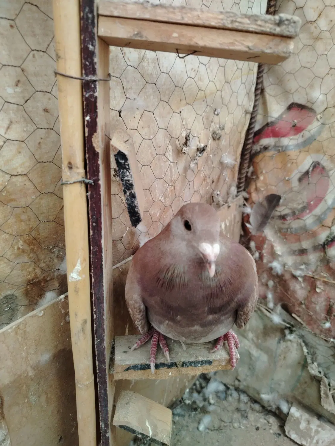 کفتر مسافتی|پرنده|زاهدان, |دیوار
