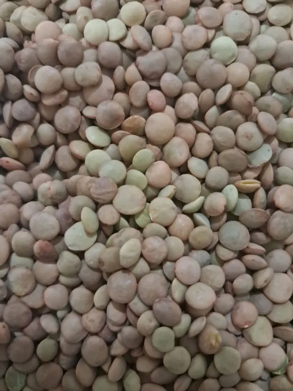 عدس پهن|خوردنی و آشامیدنی|اندیمشک, |دیوار
