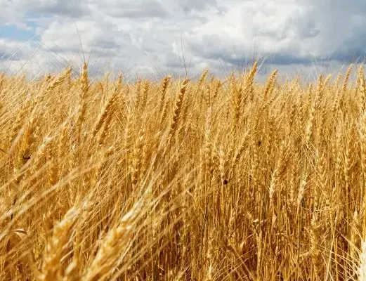 خرید گندم|خدمات باغبانی و درختکاری|دهلران, |دیوار