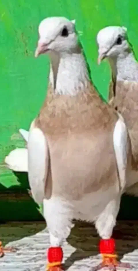 طوقی زرد ماده|حیوانات|ایذه, |دیوار