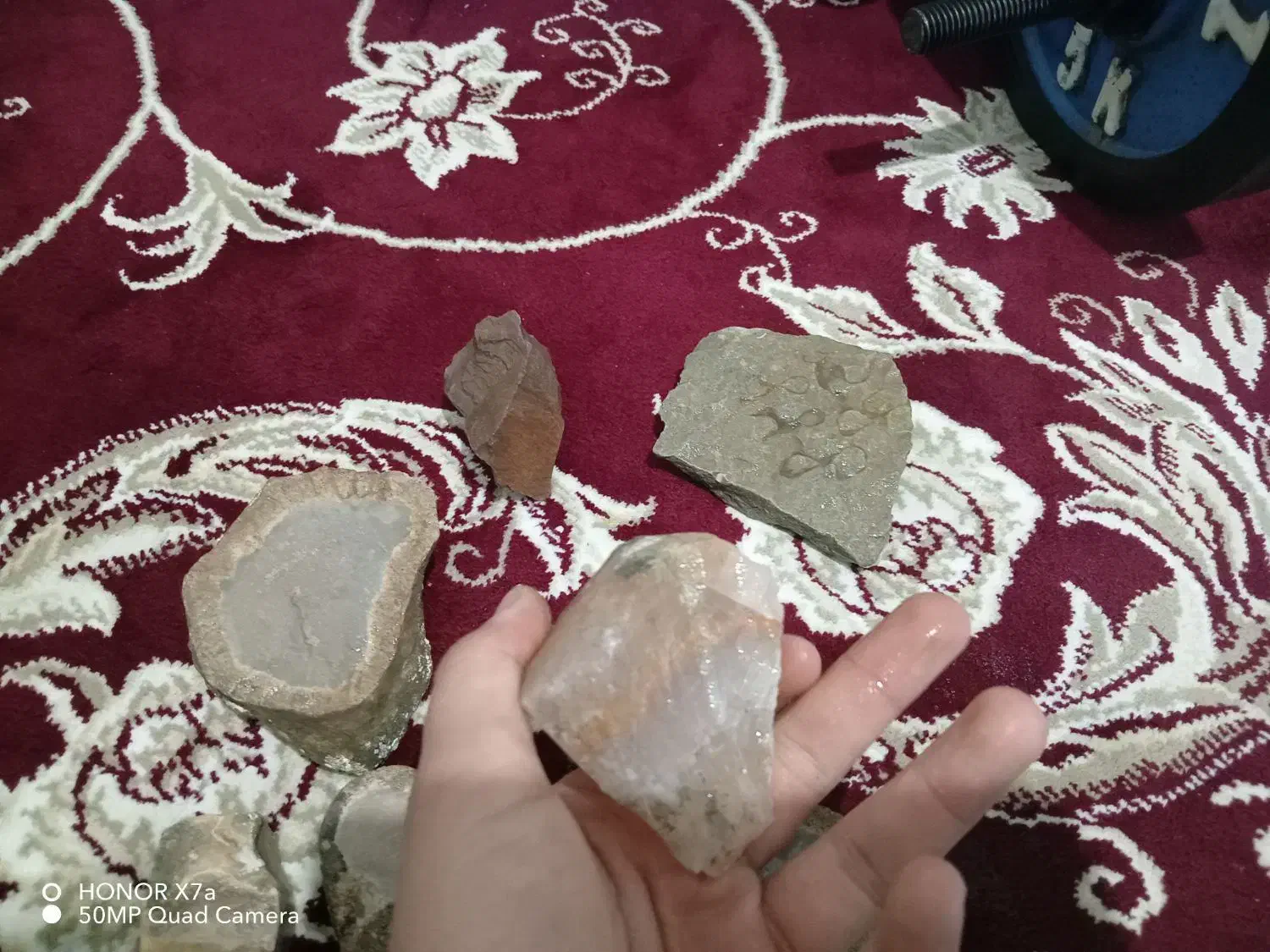 فسیل|کلکسیون اشیاء عتیقه|شیروان (خراسان), |دیوار