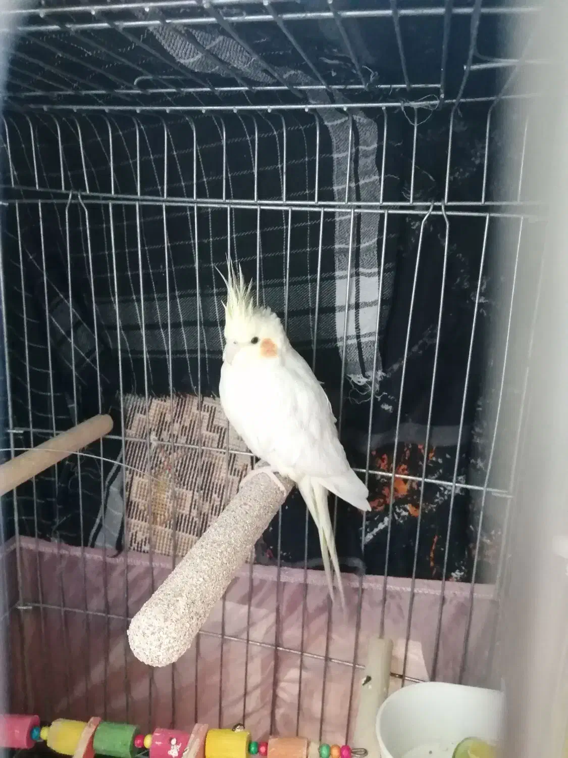 عروس هلندی|پرنده|شهر ری, شهید غیوری (ابن باویه)|دیوار