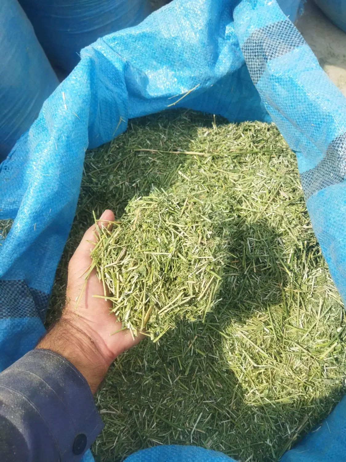 یونجه|خدمات باغبانی و درختکاری|چرام, |دیوار