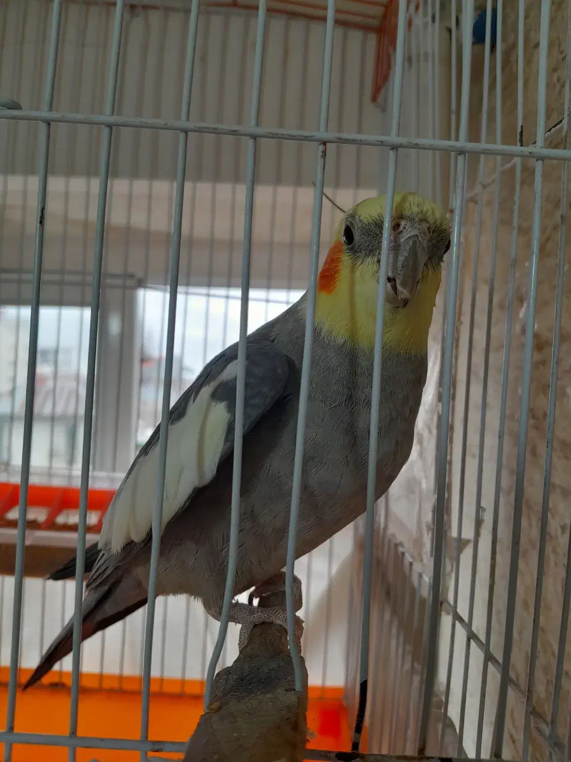 عروس هلندی|پرنده|رشت, کوی حسینی|دیوار