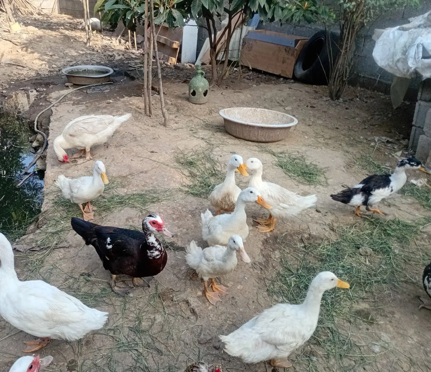 اردک|حیوانات مزرعه|رشت, حومه رشت|دیوار