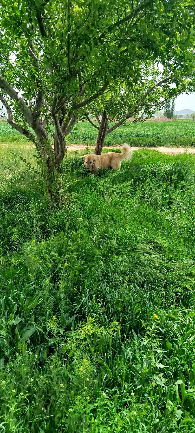 سگ سرابی|سگ|کبودرآهنگ, |دیوار